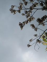 Koelreuteria elegans