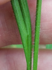 Carex hirtifolia