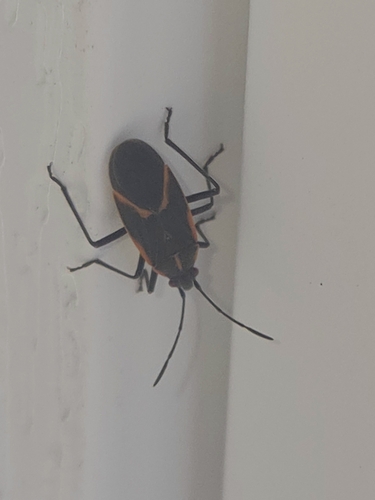 Eastern Boxelder Bug