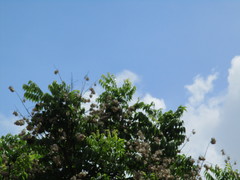 Koelreuteria elegans