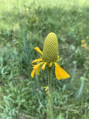 Rudbeckia texana