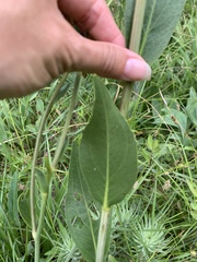 Rudbeckia texana