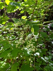 Holodiscus discolor discolor
