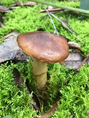 Cortinarius clelandii