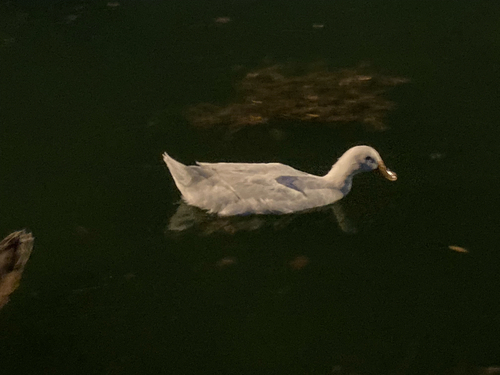 Domestic Mallard