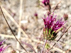 Monardella douglasii