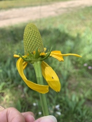 Rudbeckia texana