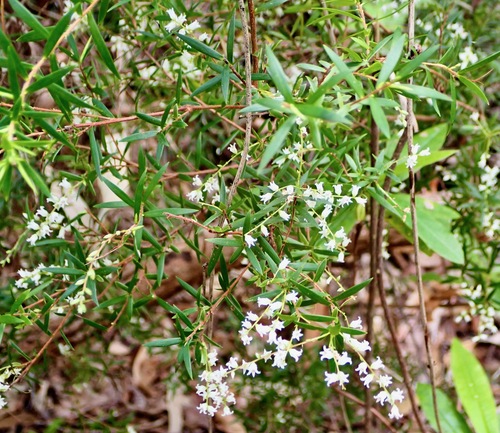 Leucopogon pimeleoides observed 2026-09-24