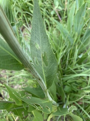 Rudbeckia texana