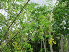 Moringa oleifera