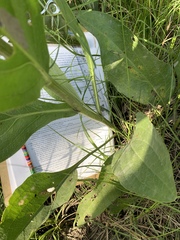 Rudbeckia texana
