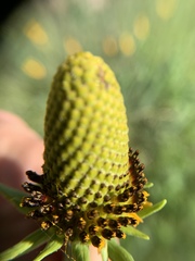 Rudbeckia texana