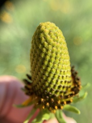 Rudbeckia texana