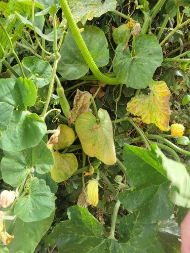 Cucurbita maxima observed 2026-10-05