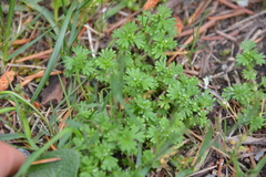 Alchemilla arvensis