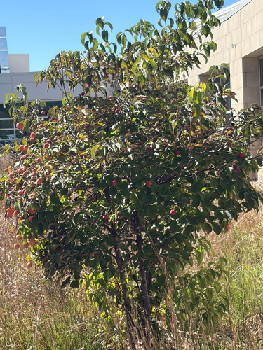 Cornus kousa observed 2026-10-05