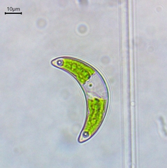Closterium incurvum