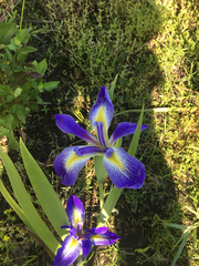 Iris brevicaulis