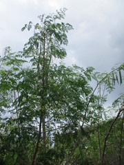 Moringa oleifera