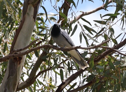 Black-faced Cuckooshrike