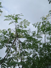 Moringa oleifera