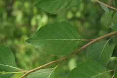 Betula dauurica