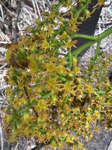 Pritchardia observed 2026-10-05