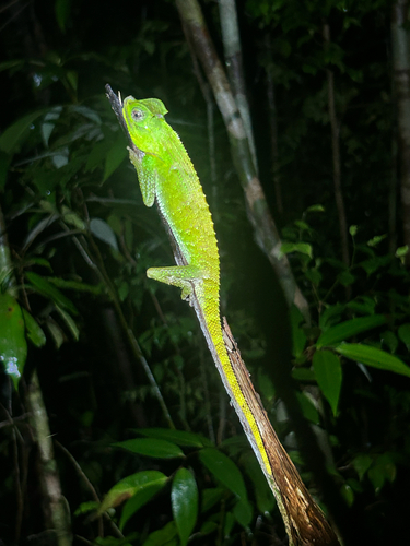 Hump Snout Lizard