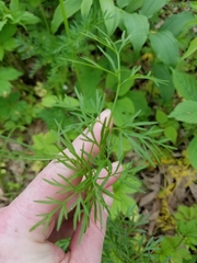 Perideridia americana