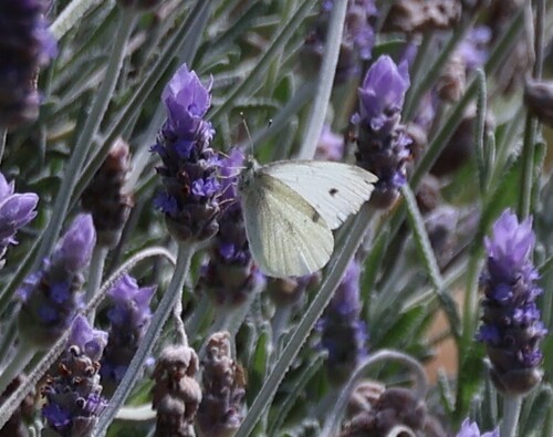 Small White