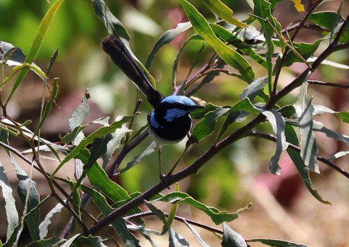 Superb Fairywren
