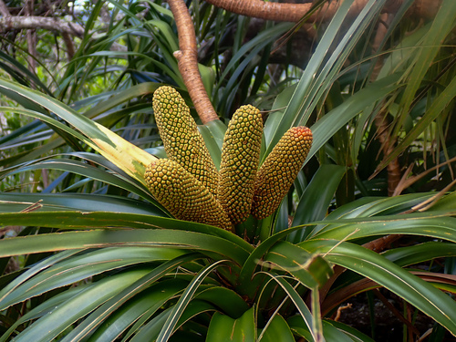 Freycinetia arborea observed 2026-10-03