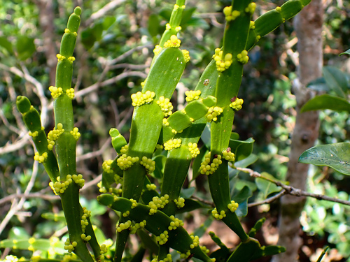 Korthalsella complanata observed 2026-10-03