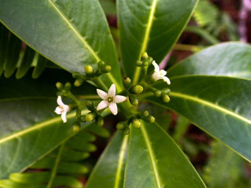Psychotria mariniana observed 2026-10-03