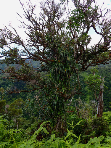 Pandanus tectorius observed 2026-10-03