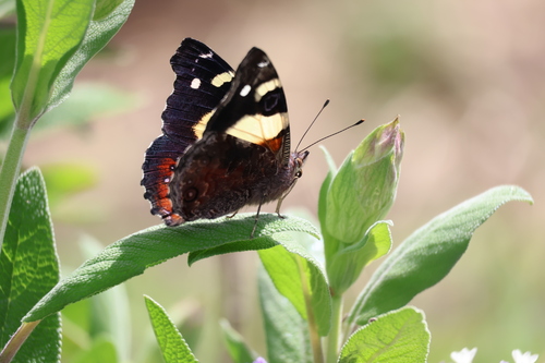 Yellow Admiral