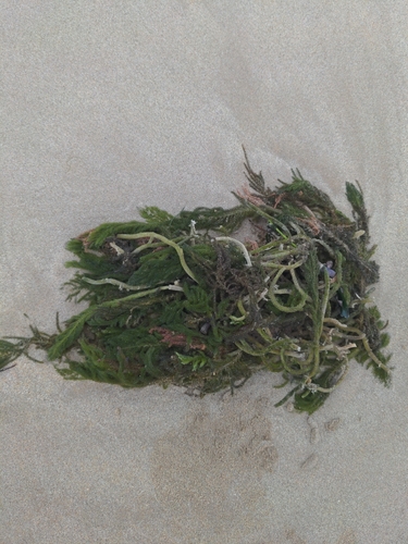 Caulerpa flexilis observed 2026-10-06