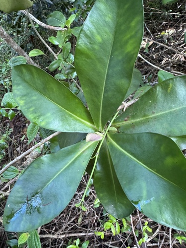 Myrsine lessertiana, 2026-10-05