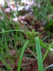 Carex globosa