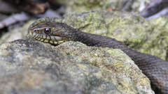 Nerodia fasciata × clarkii