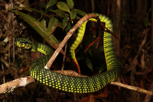 Malcolm’s Pitviper