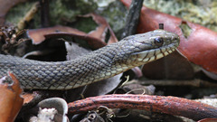 Nerodia fasciata × clarkii