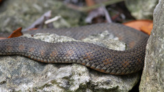 Nerodia fasciata × clarkii