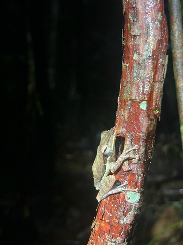 Sharp-snout Saddled Tree Frog