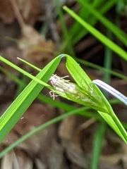 Carex globosa