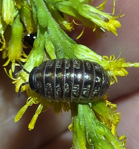 Common Pill Woodlouse