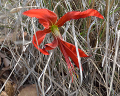Sprekelia formosissima