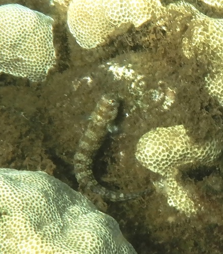 Blenniella gibbifrons observed 2026-10-01