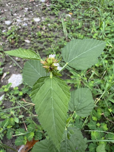 Melochia corchorifolia observed 2026-10-05
