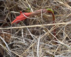 Sprekelia formosissima